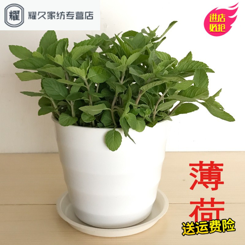 驱蚊草薄荷迷迭香九里香盆栽室内净化空气植物四季庭院防蚊绿植(请先与客服确认再下单)