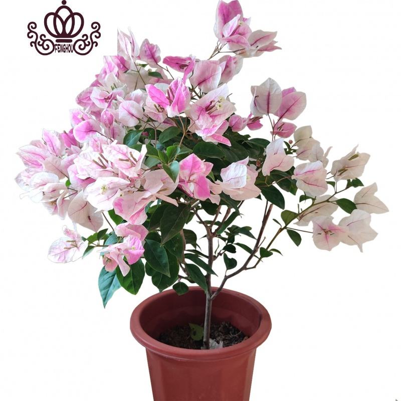 封后(FENGHOU)三角梅盆栽花卉植物室内嫁接多色巴西爬藤三角梅带花发货四季开花 金心双色三角梅大苗高度40-50cm