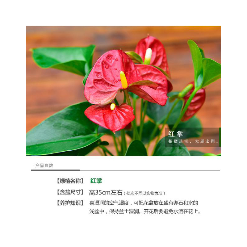 室内办公室内绿植盆栽花卉红掌水培带盆植物
