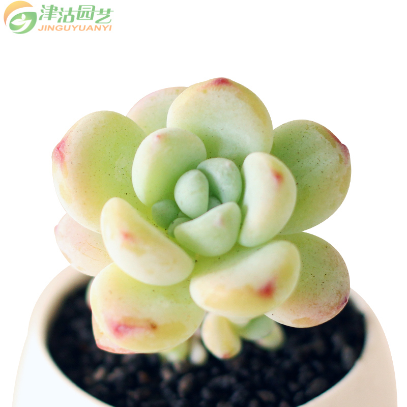 津沽园艺 Jinguyuanyi 园艺用品津沽园艺多肉套装罗琦肉肉拇指陶瓷盆多肉植物营养土 铺面金刚砂桌面创意盆栽1套 价格图片品牌报价 苏宁易购津沽园艺旗舰店