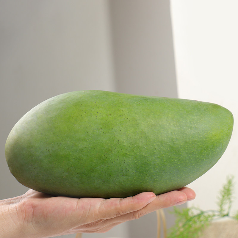 [西沛生鲜] 新鲜大青芒 当季 带箱5斤 大果 单果500g+ 整箱新鲜现摘热带时令水果甜心芒应季芒果高清大图