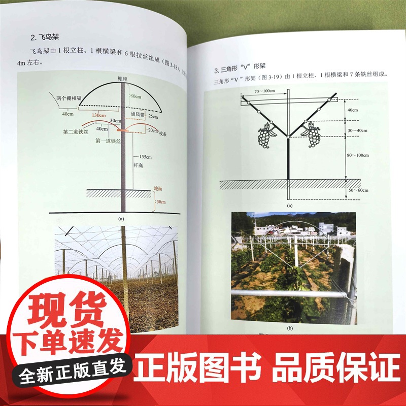 图说阳光玫瑰葡萄关键栽培技术高清大图