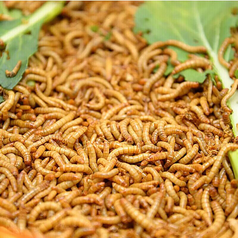 马特维(matewei)粉虫面包虫鲜活虫乌龟仓鼠饲料鸟食