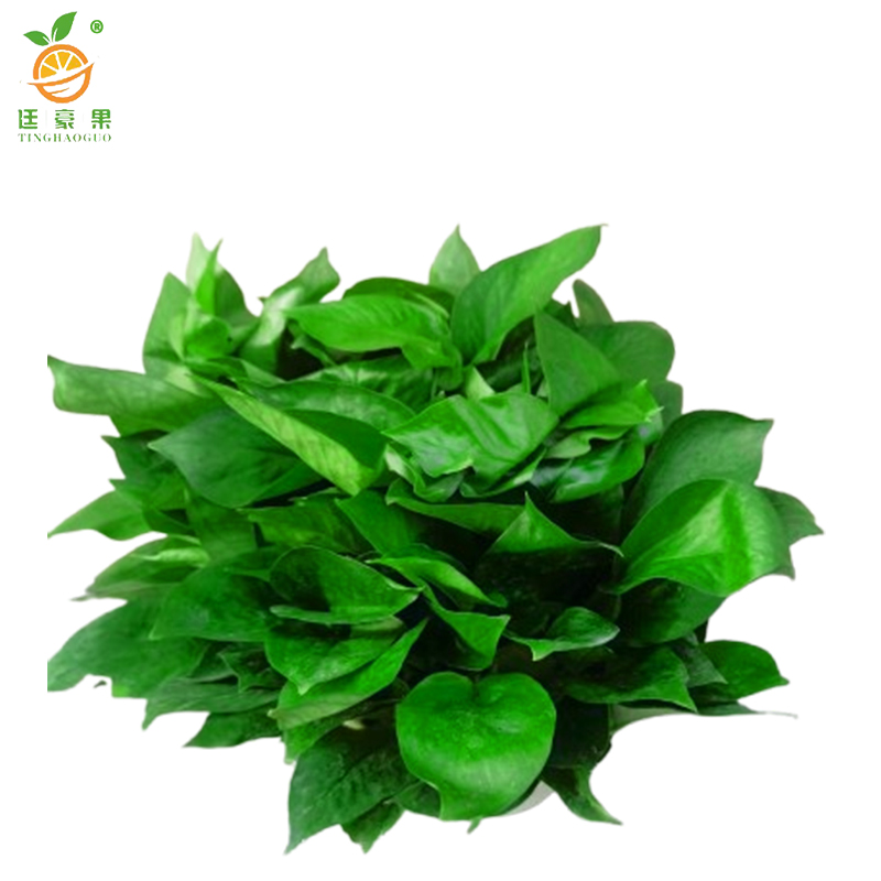 廷豪果 绿萝盆栽 12盆 /套高清大图