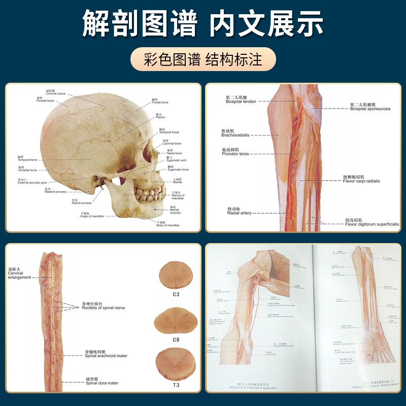 [正版]人体解剖彩色学图谱医学人体解剖全书生理学人体模型人体筋膜系统功能人体结构造骨骼肌艺术挂图谱中英文标识军事医学图高清大图