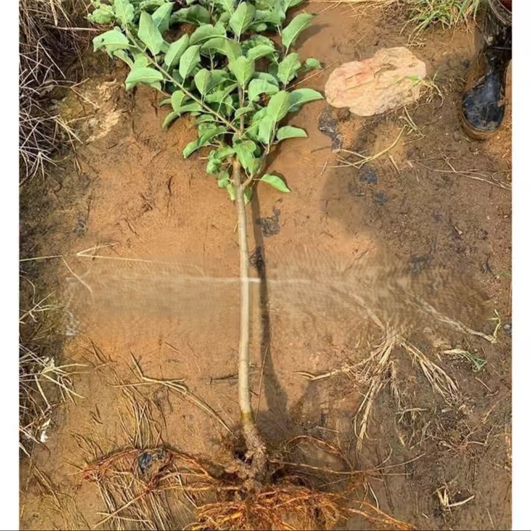 御恒泰 金香蕉苹果树 8-10公分 棵高清大图