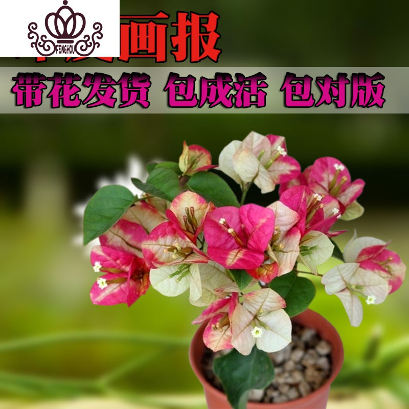 封后三角梅盆栽花卉植物室内嫁接多色巴西爬藤三角梅带花发货四季开花印度画报大苗高度40 50cm剪盆口发货带盆栽好图片 高清实拍大图 苏宁易购