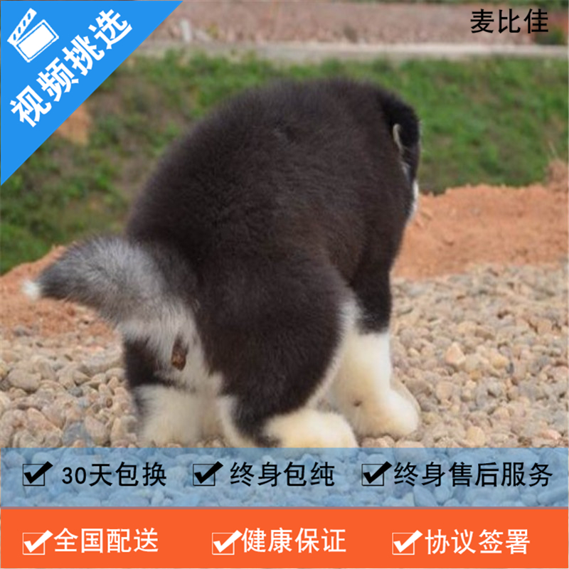 麦比佳 纯种巨型阿拉斯加幼犬活体宠物 熊版十字脸阿拉斯加雪橇犬 双血统烟灰色桃脸阿拉斯加幼崽 巨大型雪橇犬阿拉斯加犬12高清大图