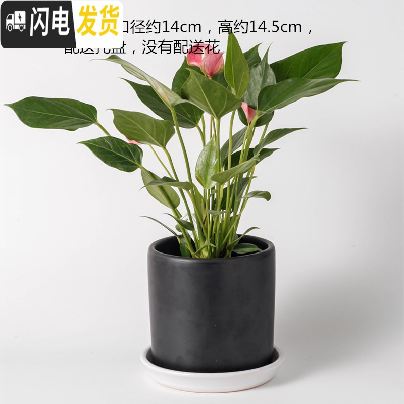 三维工匠陶瓷花盆北欧特大号中号简约桌面多肉盆栽绿萝吊兰带托盘 深绿色301粗绿色印梅花 特大花盆容器