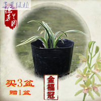 绿植特价兰花国兰墨兰红荷冠红花花卉绿植盆栽凤凰金福冠买三盆送一盆红荷冠2苗裸根连体买三盆送一盆裸根不带土