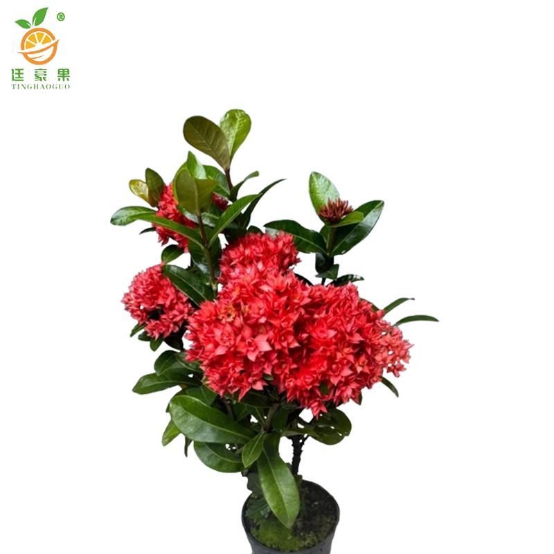 廷豪果 龙船花盆栽 40cm高 /盆高清大图