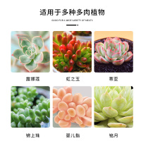 坤宁王优芽素多肉专用促侧芽花卉植物营养液促芽催芽矮胖素爆芽素