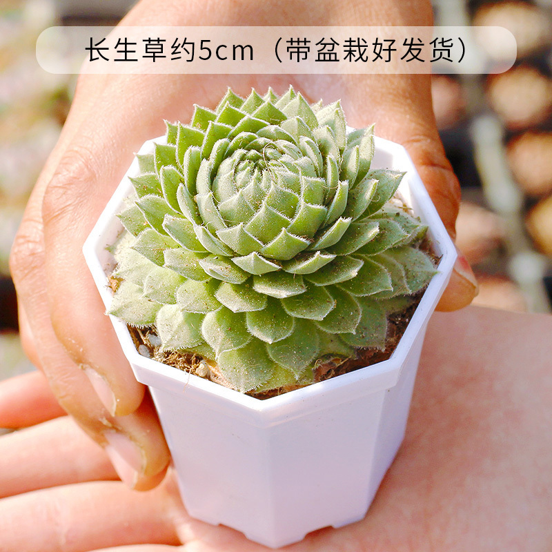嗨绿 多肉植物盆栽组合多肉盆栽植物花卉室内绿植