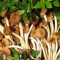 【中华特色】山东馆 阚泽海 茶树菇菌包食用菌棒菌包 菌种种子 蘑菇多肉 家庭阳台蘑菇养殖菌包 华东