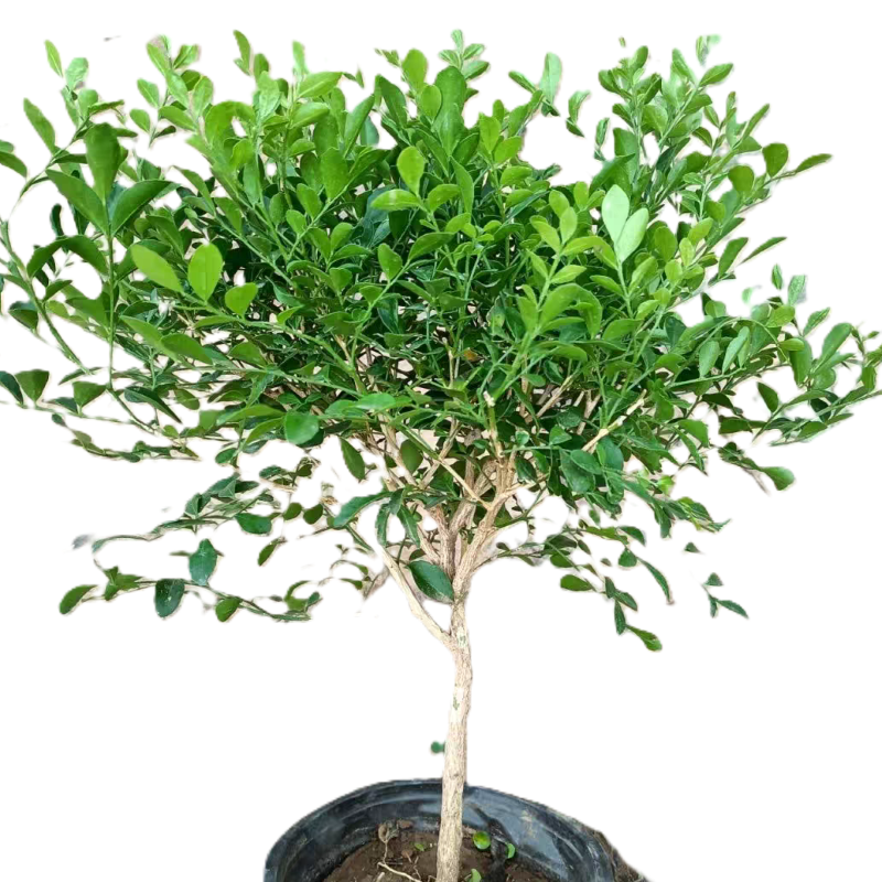 东方能展 绿植高清大图