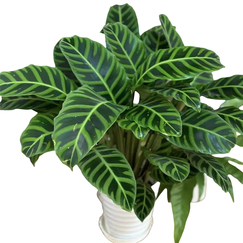 以雅以南 天鹅绒盆栽60cm/盆高清大图