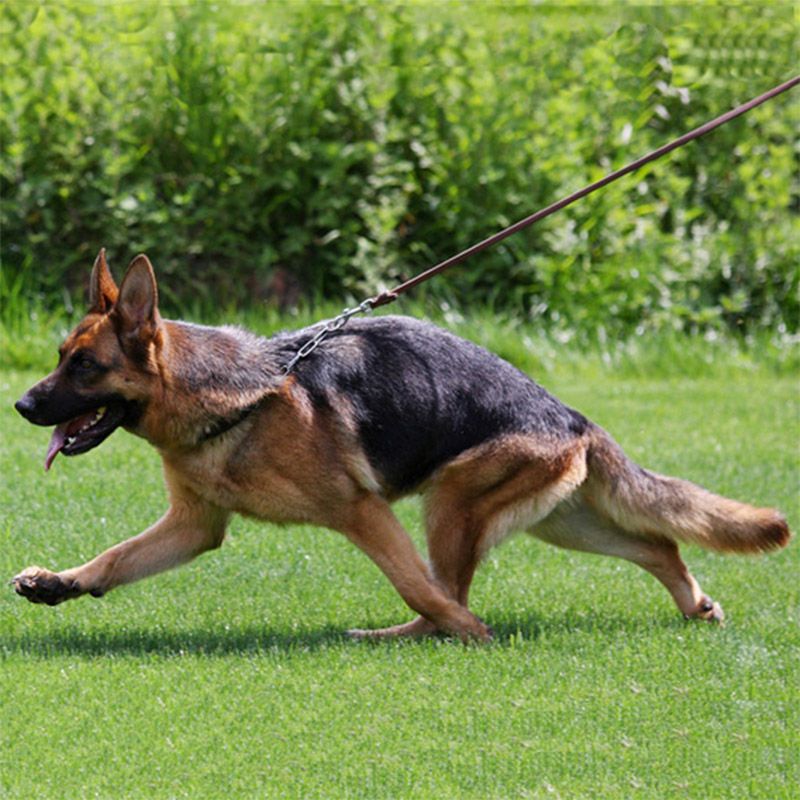 头层牛皮宠物牵引绳中大型犬狗链法斗狗链德牧训练绳遛狗真皮狗绳宽