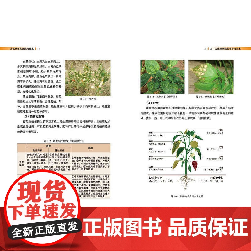 [店]高辣辣椒高效栽培技术高清大图