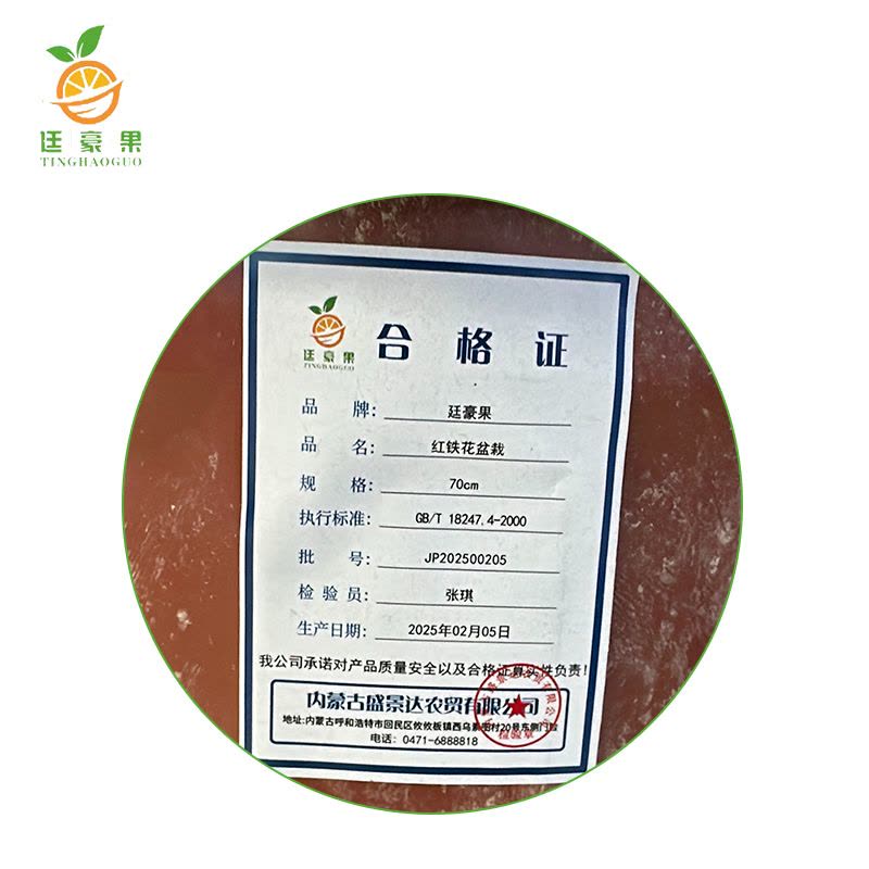 廷豪果 红铁花盆栽 70cm图片