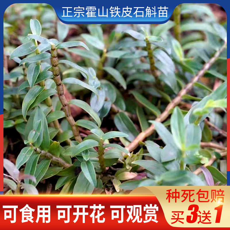 铁皮石斛苗3丛盆栽室内 林下办公室野外种植食用清仓植物石斛绿植