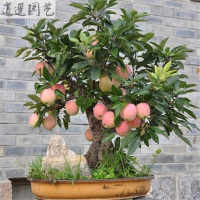 苹果树苗南方北方种植红心黄元帅烟富8号苹果苗盆栽苹果树苗十年苗备注品种51cm(含)-80cm(含)