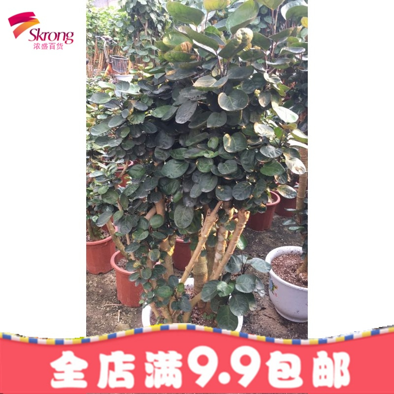 金钱兜 圆叶福禄桐绿植盆栽 桌面盆栽 绿色植物创意绿植花卉包邮