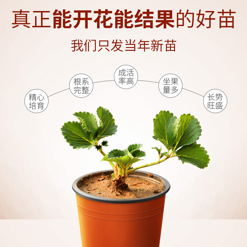 草莓苗原土盆栽室内四季奶油草莓苗阳台种植盆栽高清大图