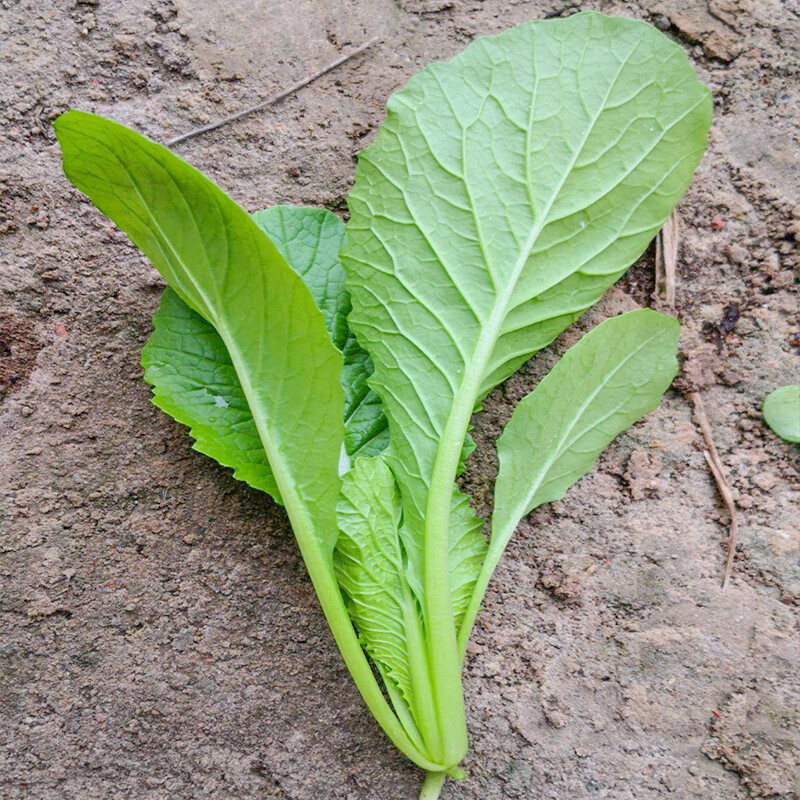 四季小白菜 5g/袋高清大图