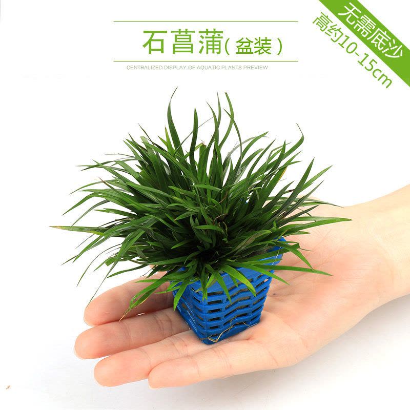 鱼缸造景套餐性水榕沉木真水草淡水无土植物增氧趴地矮珍珠图片