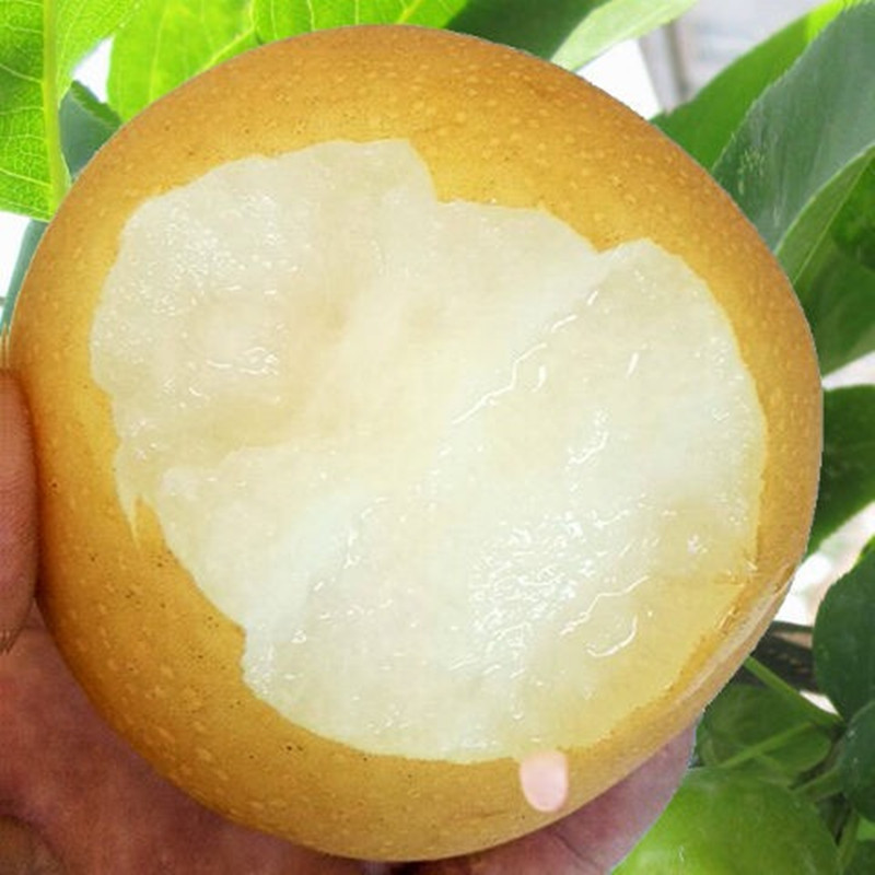 鲜贝达 秋月梨5斤装中果[单果300g以上]梨子