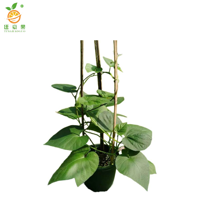 廷豪果 牵牛花 20cm /株高清大图