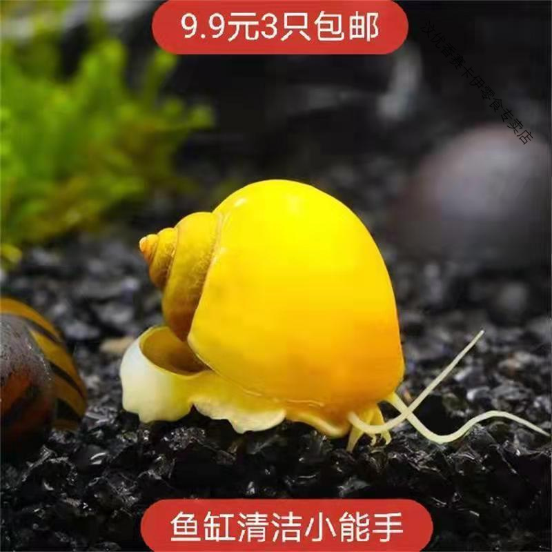 鱼缸清洁大号黄金螺苹果螺观赏螺神秘螺饲料螺吃青苔褐藻工具螺 黄金螺厘米左右3颗