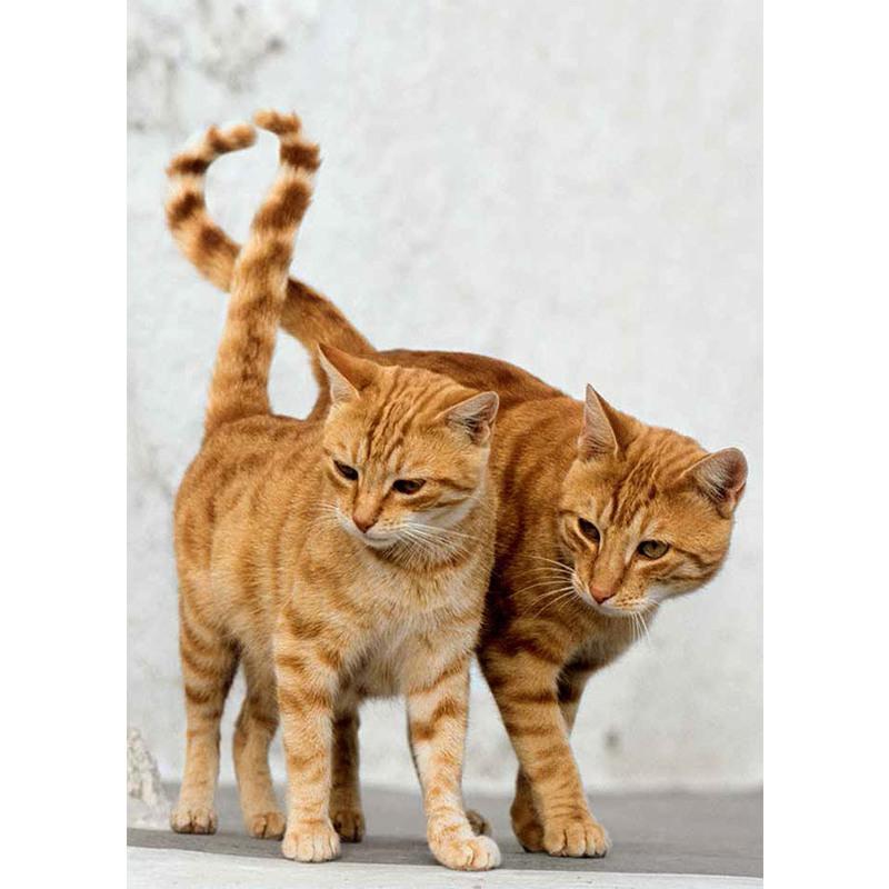 [友一个正版] 育猫全书 格尔德路德维希养育教科书训练技巧萌宠家庭医学饲养手册科普书籍