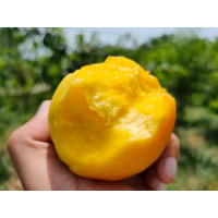[西沛生鲜]蒙阴黄金油桃整箱净重4.5斤装 当季现摘蜜心新鲜水果