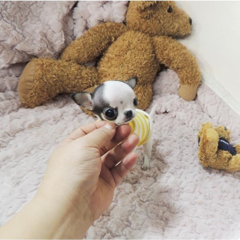 纯种铁包金吉娃娃幼犬活体长不大的小型黑白花色茶杯犬家养宠物狗报价