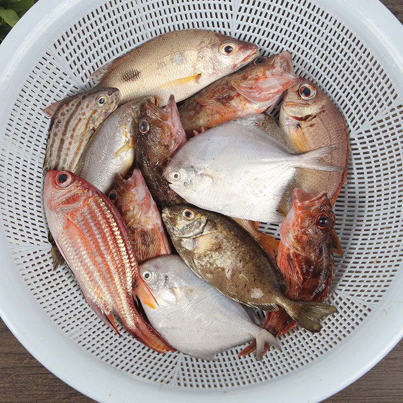 湛航鱼类去腮去内脏海杂鱼新鲜速冻海鱼石斑鱼红头鱼海鲶鱼辫子鱼 3斤装 价格图片品牌报价 苏宁易购博多客旗舰店