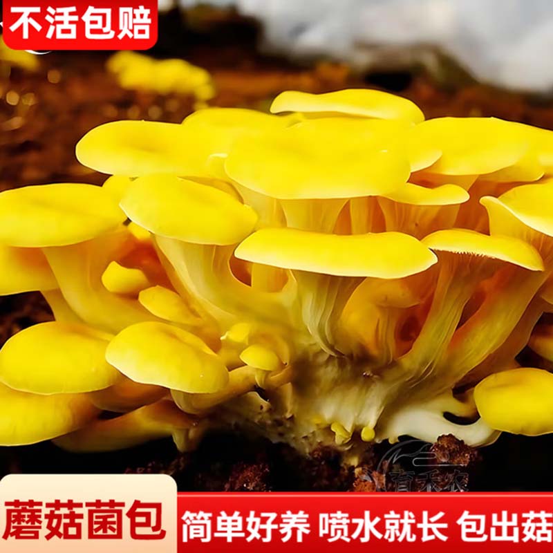 榆黄菇菌包 1kg/包高清大图