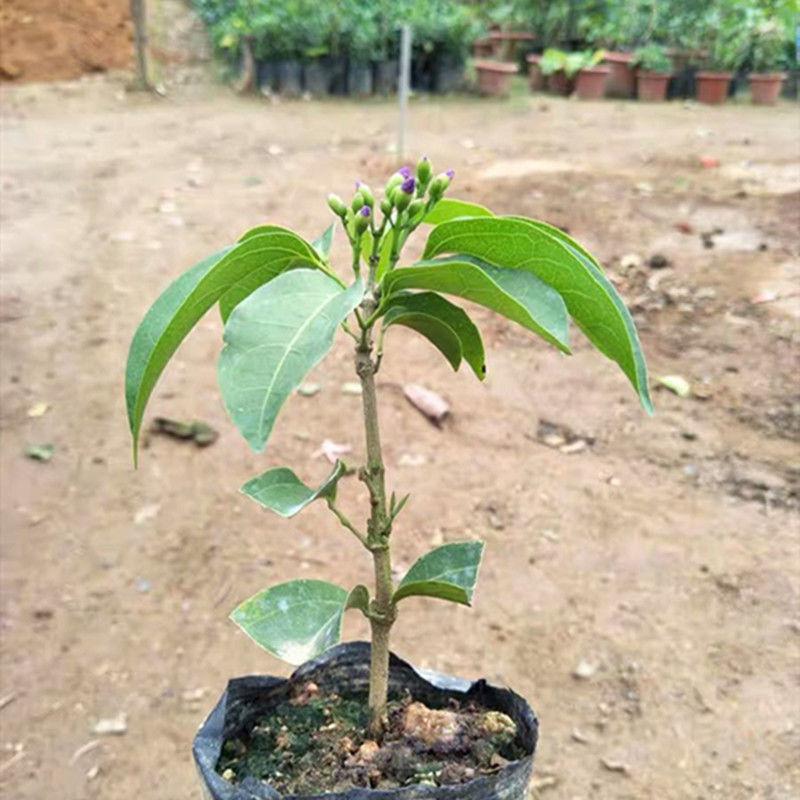 蒜香藤秋冬开花攀爬植物紫铃藤奇特藤本花多庭院阳台盆栽耐寒防蚊