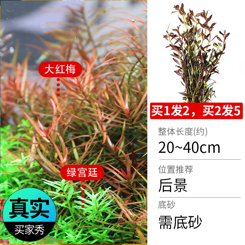 鱼缸造景莫斯沉木水榕无土植物懒人增氧真水草趴地矮珍珠陀草