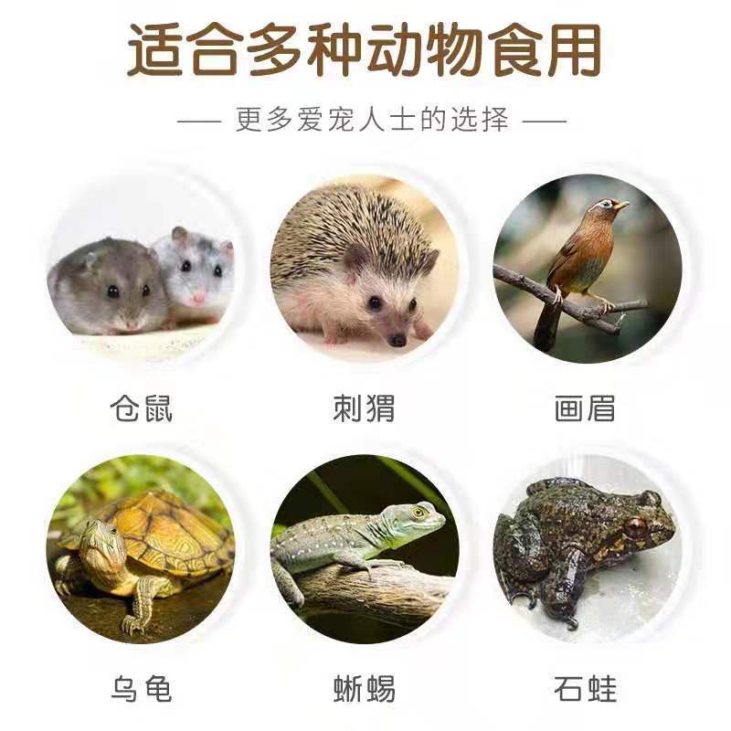 面包虫活体 黄粉虫活虫鲜活虫种虫金龙鱼鹦鹉鱼罗汉鱼乌龟鱼饲料 试吃300条