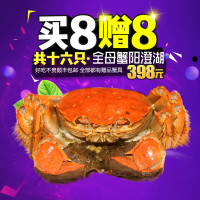 买8只送8只!澄湖之心 阳澄湖大闸蟹 实物鲜活螃蟹 母蟹2.5-2.8两共16只