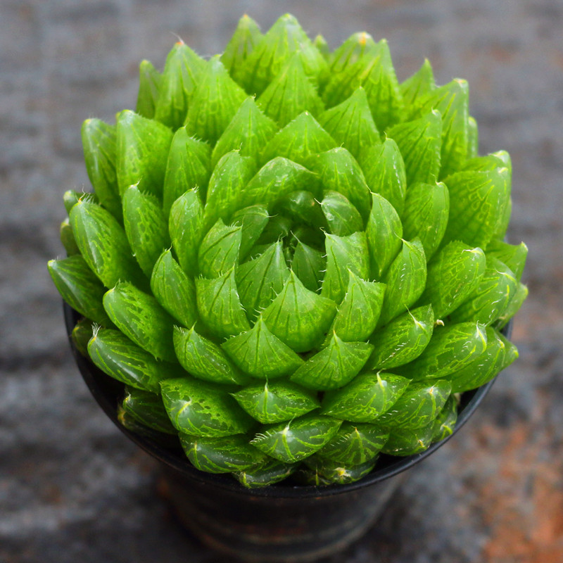 新款客厅防辐射大棵樱水晶玉露多肉植物白银寿十二卷多肉绿植花卉