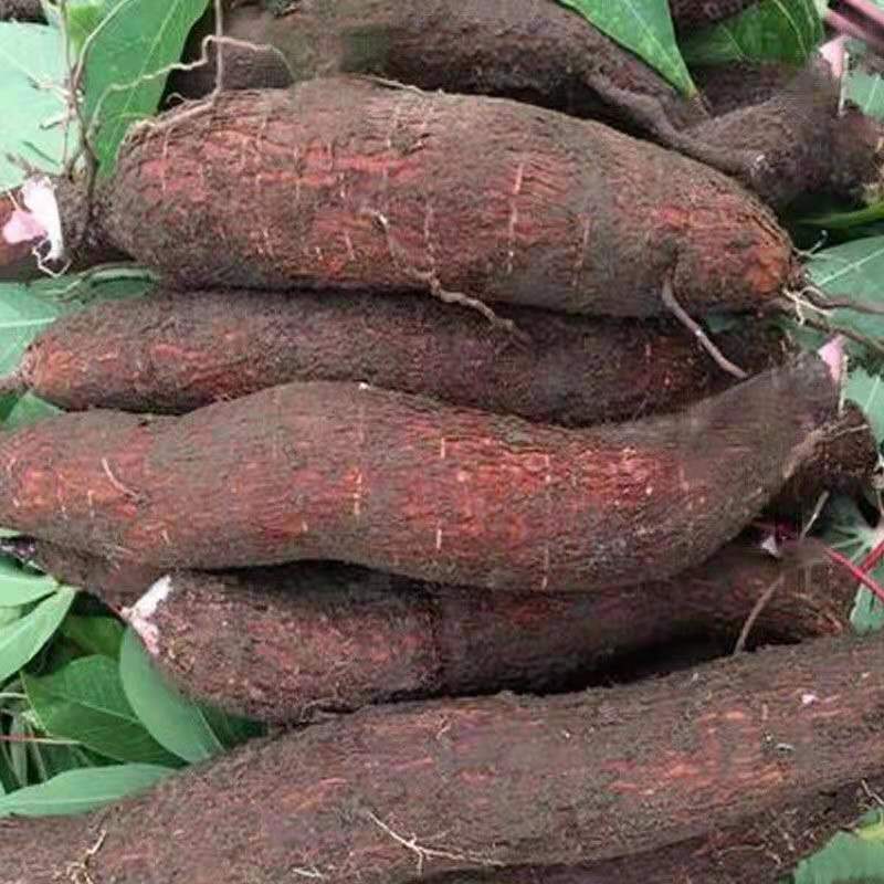 赛卡伊 广西面包木薯新鲜现挖红皮白心白皮木薯树薯粗粮粉糯香农家