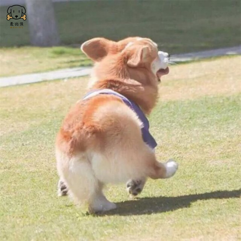 麦比佳 纯种柯基犬幼犬狗狗活体小体柯基狗双血统级宠物狗狗公母视频挑选小短腿小型犬包健康疫苗驱虫做好高清大图