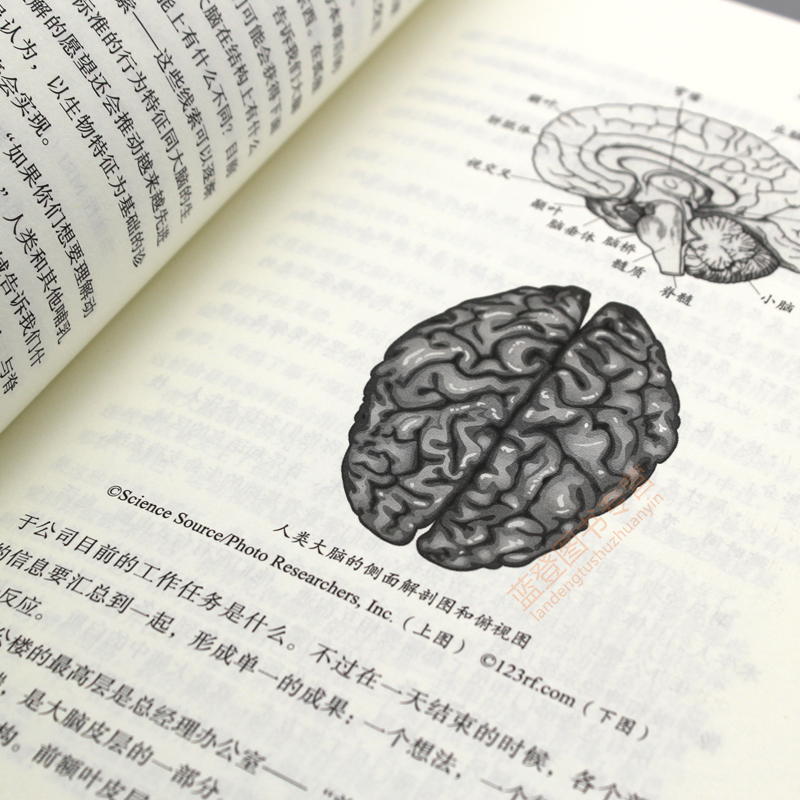 [正版]孤独症大脑对孤独症谱系的思考 孤独症自闭症书籍儿童行为训练语言智力情绪沟通脑瘫障碍特殊教育心理书籍孤独症儿童训高清大图