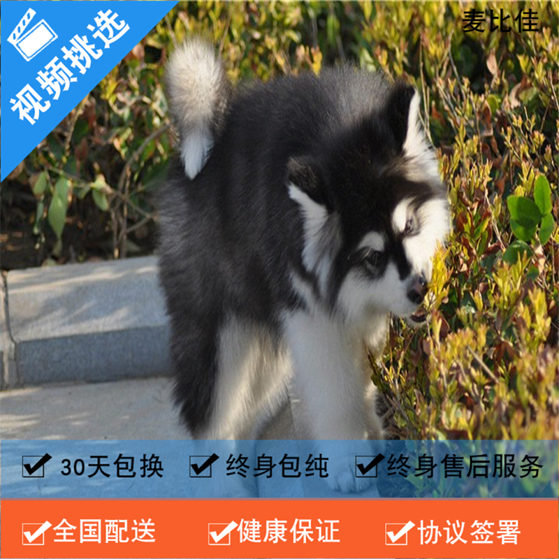 麦比佳 纯种巨型阿拉斯加幼犬活体宠物 熊版十字脸阿拉斯加雪橇犬 双血统烟灰色桃脸阿拉斯加幼崽 巨大型雪橇犬阿拉斯加犬22高清大图