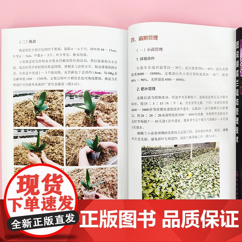 图说蝴蝶兰栽培管理技术 吴艳华 化学工业出版社 正版书籍高清大图
