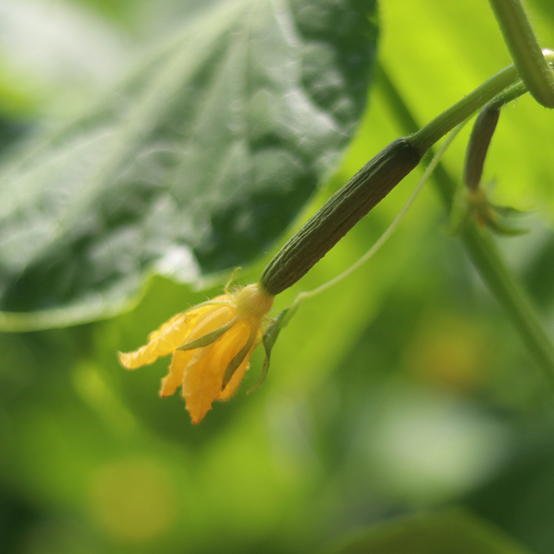 黄瓜花青瓜花一份净重3斤新鲜蔬菜沙拉特菜凉拌清炒