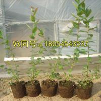 蓝莓樹苗绿植盆栽地栽蓝丰 蓝莓苗南北方种植带土货盆栽蓝莓苗