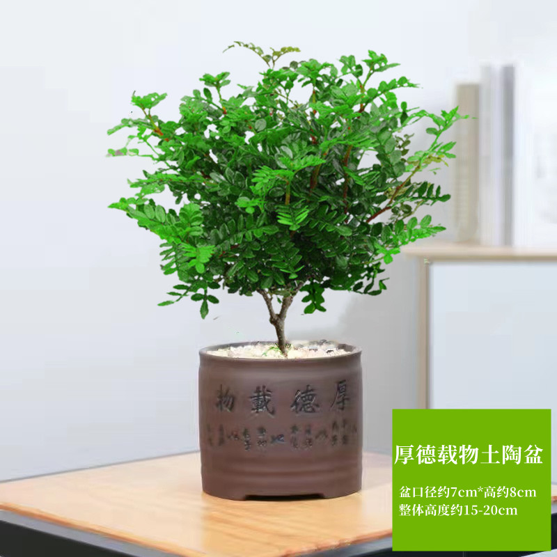 清香胡椒木盆栽花卉室内外驱蚊草植物树苗老桩盆景九里香绿植客厅 3年清香驱蚊壮苗【厚德载物紫砂盆】送营养肥 默认
